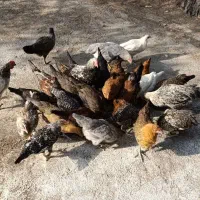 فروش مرغ و خروس محلی