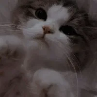 گربه