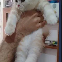 توله گربه اسکاتیش و بریتیش|گربه|تهران, صد دستگاه|دیوار