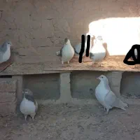 کفتر سده،ساده فروشی دونه ۲۵۰ت|پرنده|اسفراین, |دیوار