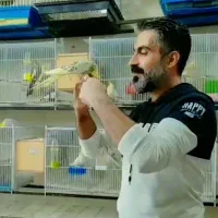 فروش عروس هلندی