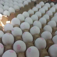 عرضه مستقیم تخم مرغ