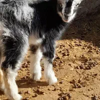 بز بابزغاله نر