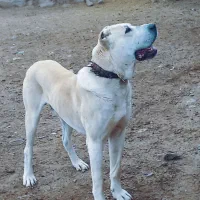 سگ خراسانی|سگ|نیشابور, مازول|دیوار