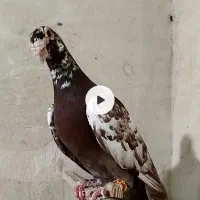 میولمنز نر
