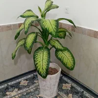 دیفن باخیا