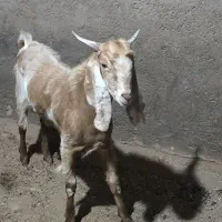 کره|حیوانات مزرعه|حمیدیا, |دیوار