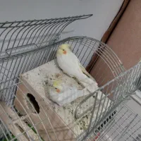 فروش عروس هلندی