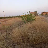 زمین کشاورزی