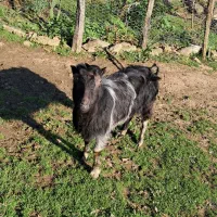 بز جوان ۱ ساله حدود ۴۰ کیلویی گوسفند