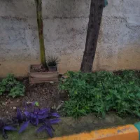 نهال موز درشت