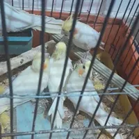 جفث عروس|پرنده|صباشهر, |دیوار