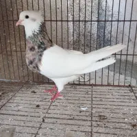 کبوتر طوقی شکلاتی نر
