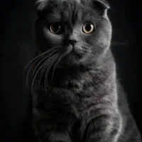 گربه اسکاتیش بریتیش مشکی