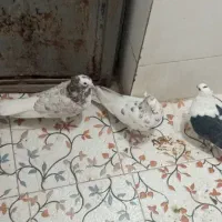 پرشی|پرنده|جیرفت, |دیوار