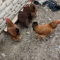 مرغ  جوان خیلی تخمی