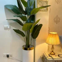 درختچه استرلیتزیا وارداتی از دوبی فوق لاکچری