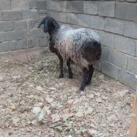 میش هترو قزل افشار آبستن چند قلو زا|حیوانات مزرعه|آسارا, |دیوار