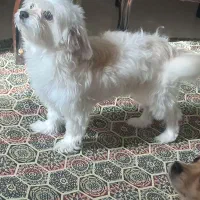 مالتیز  شناسنامه دار