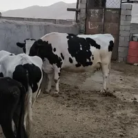 گاو هلشتاین|حیوانات مزرعه|کوهدشت, |دیوار