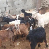 کهره نر|حیوانات مزرعه|شیراز, گویم|دیوار