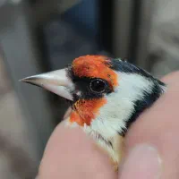 سهره نر درجه یک|پرنده|پارسآباد, |دیوار