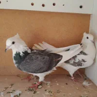 کبوتر شازده دوبالی|پرنده|دامغان, |دیوار