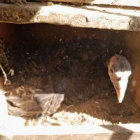 بوقلمون کرک وخروسهای محلی  اندیمشک هستم|حیوانات مزرعه|اندیمشک, |دیوار