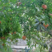فروش باغ ۱۸۰۰ متری گل سرخ|فروش خانه و ویلا|شیراز, گل سرخ|دیوار