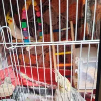 عروس هلندی جفتی مولد