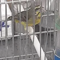 یاسمین ماده سهره گلی نر