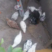 فروش مرغ و خروس گلین