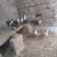 ۷تا ریش ماده