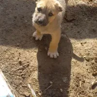 توله سگ اصیل سرابی ماده