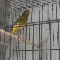 قناری نر بخون|پرنده|رشت, جانبازان|دیوار