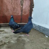 پرنده|پرنده|سوسنگرد, |دیوار