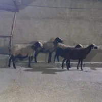 ۳میش دوقلوی  اصیل شال