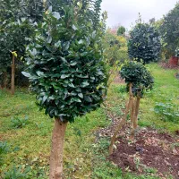 یاس پیوندی|خدمات باغبانی و درختکاری|چابکسر, |دیوار