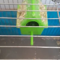 ۲ جفت فنج مولد همرا با تخم هاشون|پرنده|باسمنج, |دیوار