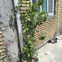 گل طبیعی|گل و گیاه طبیعی|کوزران, |دیوار