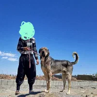 سگ پژدراصیل عراقی