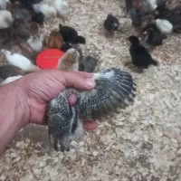 جوجه محلی یک ماهه