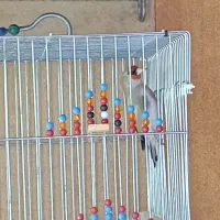 سهره یا سقا یا قناری