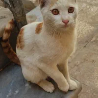 گربه مون گم شده
