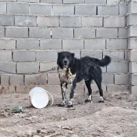 سگ نر قدرجونی معاوضه بالاس