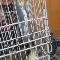 عروس پاریس گلدشت