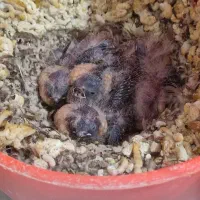 فنج جفت به شرط جوجه