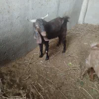 بزغاله فروشی