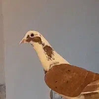 کبوتر شهری پشت سرخ