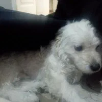 این سگ تربیت شدس واقعا شیتزو اصله و واقعا حرفه ای|سگ|پرند, فاز ۵|دیوار